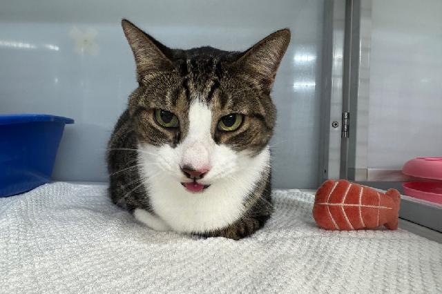 My name at SAFE Haven was Kit-Kat and I was adopted!
