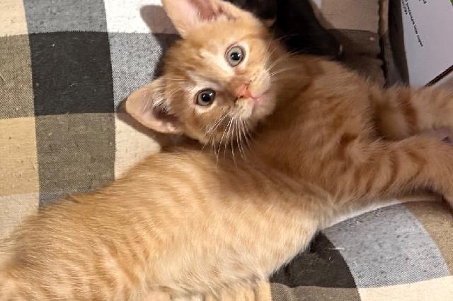 My name is Mustafar and I am ready for adoption. Learn more about me!