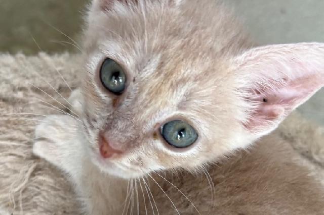 My name is Tattooine and I am ready for adoption. Learn more about me!
