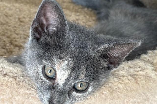 My name is Kamino and I am ready for adoption. Learn more about me!