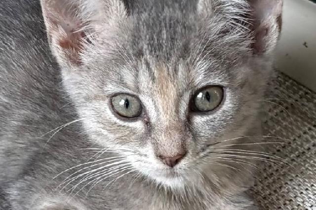My name is Kashyyyk and I am ready for adoption. Learn more about me!