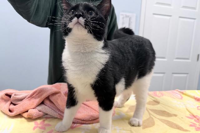 My name at SAFE Haven was Americaner and I was adopted!
