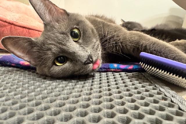 My name is Cookie and I am ready for adoption. Learn more about me!