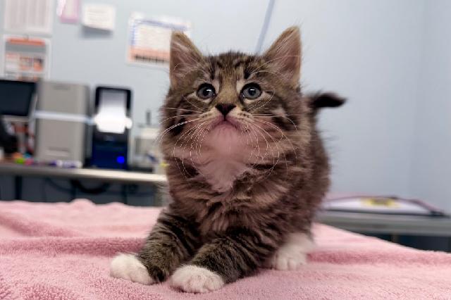 My name at SAFE Haven was Oatmeal Raisin Cookie and I was adopted!