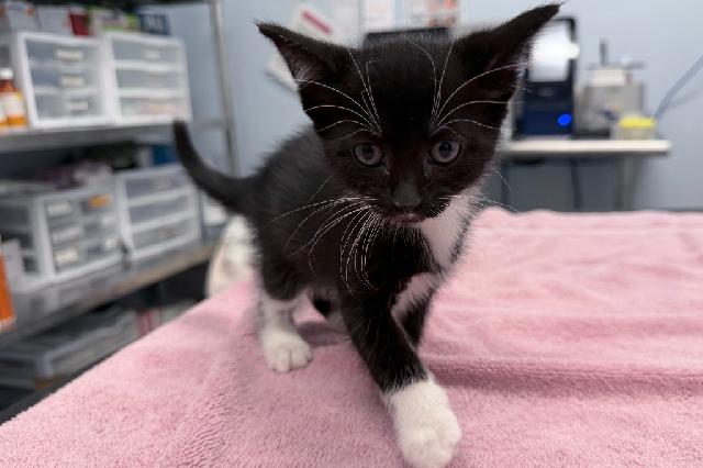 My name is Half Moon Cookie and I am ready for adoption. Learn more about me!