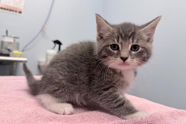 My name at SAFE Haven was Chocolate Chip Cookie and I was adopted!