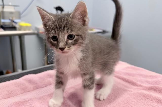 My name at SAFE Haven was Sugar Cookie and I was adopted!