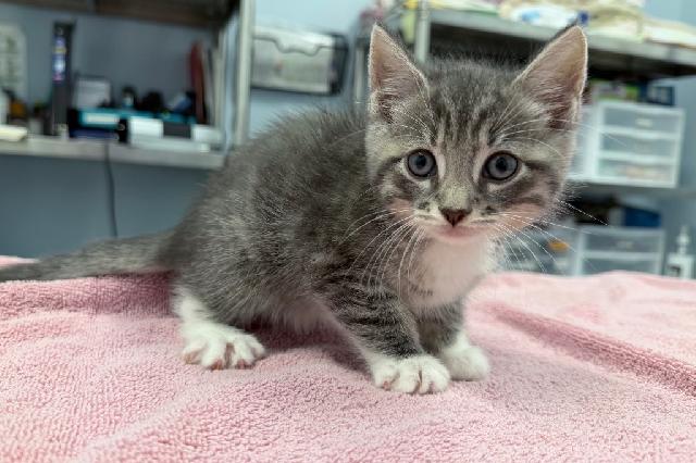 My name at SAFE Haven was Snickerdoodle Cookie and I was adopted!