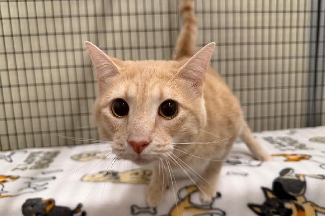 My name is Orin and I am ready for adoption. Learn more about me!