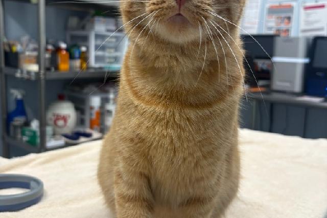 My name is Darlene and I am ready for adoption. Learn more about me!