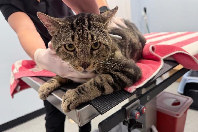 My name is King Fisher and I am ready for adoption. Learn more about me!