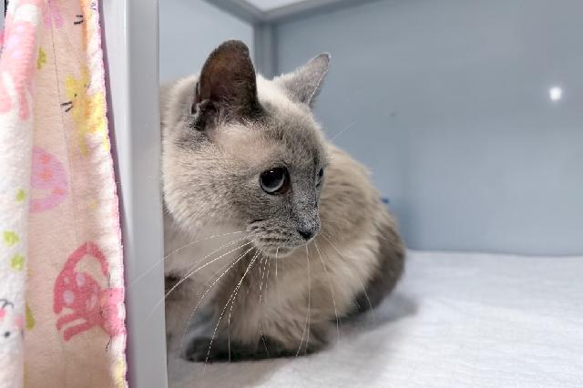 My name at SAFE Haven was Lady Galadriel and I was adopted!