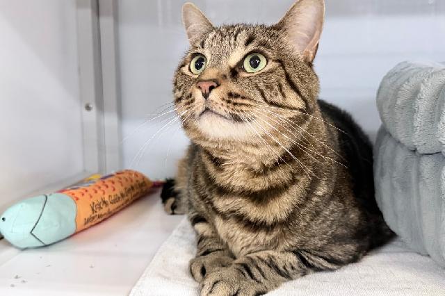 My name is Flash and I am ready for adoption. Learn more about me!