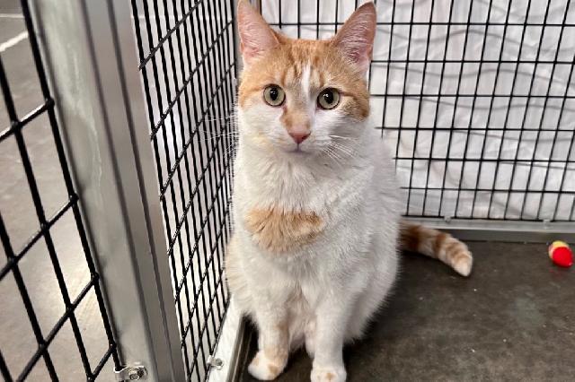 My name is Echo and I am ready for adoption. Learn more about me!