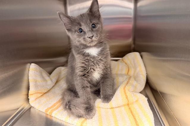 My name at SAFE Haven was Charleston and I was adopted!