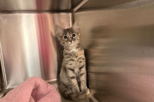 My name at SAFE Haven was Columbia and I was adopted!