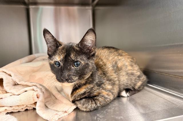 My name at SAFE Haven was Anderson and I was adopted!