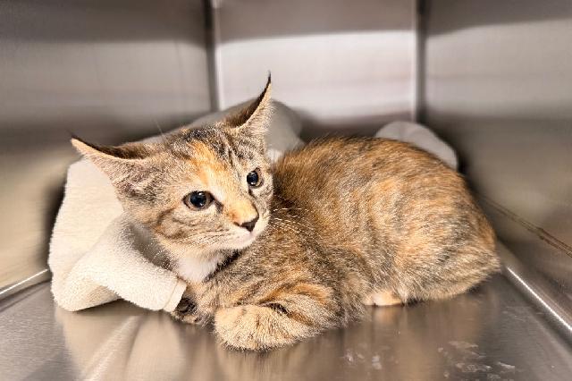 My name at SAFE Haven was Sumter and I was adopted!