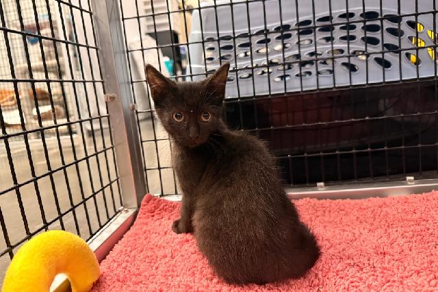 My name is Sippy and I am ready for adoption. Learn more about me!