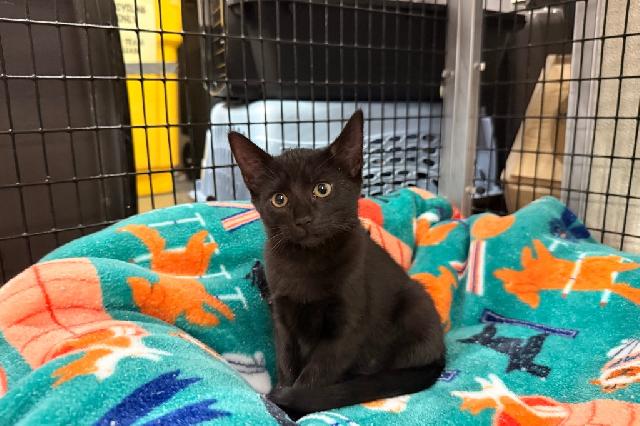 My name is Kippy and I am ready for adoption. Learn more about me!