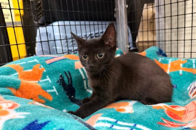 My name is Pippy and I am ready for adoption. Learn more about me!