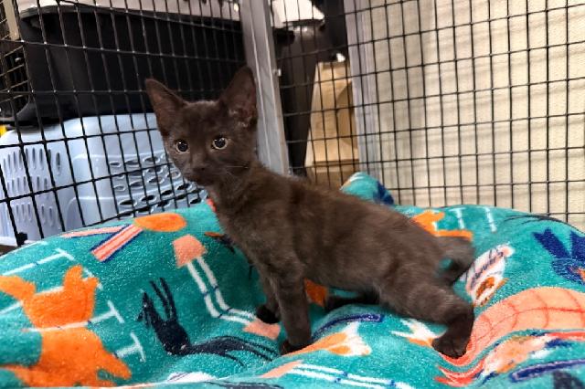 My name is Tippy and I am ready for adoption. Learn more about me!