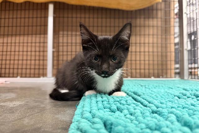 My name is Mippy and I am ready for adoption. Learn more about me!