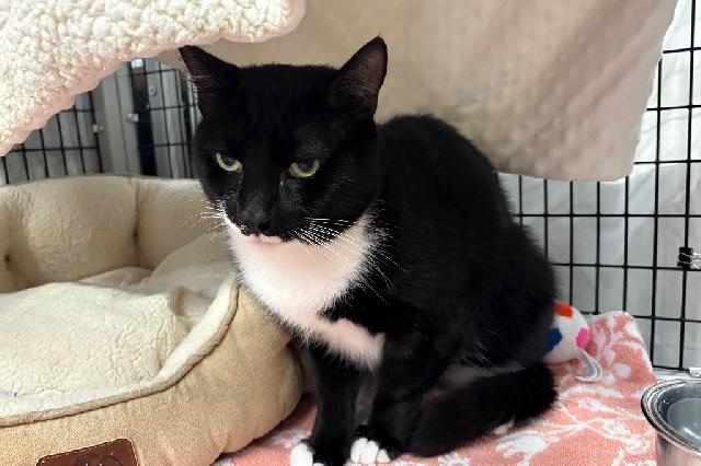 My name is Tuxie and I am ready for adoption. Learn more about me!