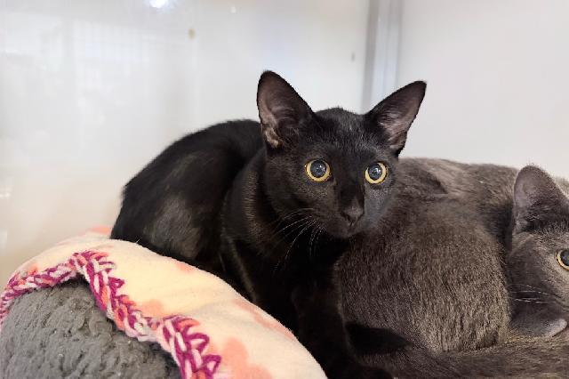 My name at SAFE Haven was Mable and I was adopted!