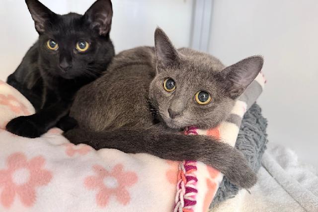 My name at SAFE Haven was Trudy and I was adopted!