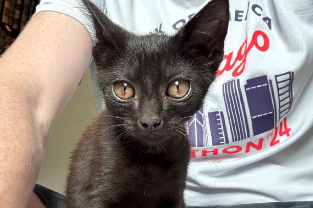 My name at SAFE Haven was Baghira and I was adopted!