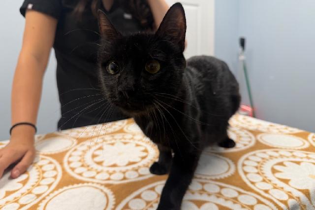 My name is Monroe Street Bridge and I am ready for adoption. Learn more about me!