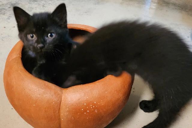 My name is La Salle and I am ready for adoption. Learn more about me!