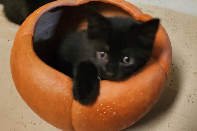 My name is Dearborn and I am ready for adoption. Learn more about me!