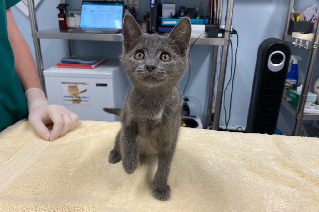 My name at SAFE Haven was Augie and I was adopted!