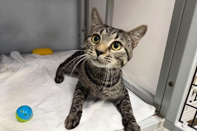 My name is Gerald and I am ready for adoption. Learn more about me!