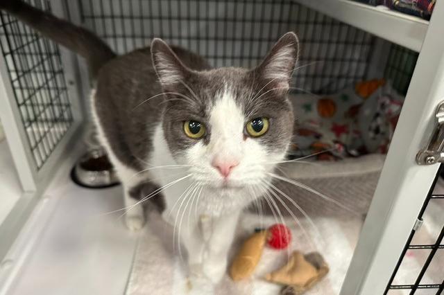 My name is Atticus and I am ready for adoption. Learn more about me!