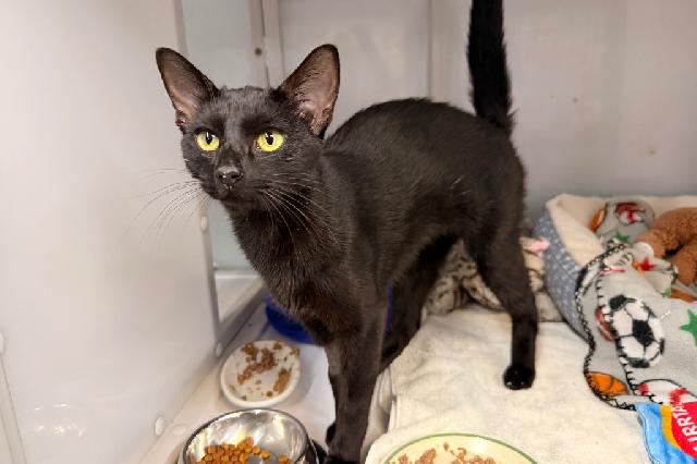 My name is Petey Pablo and I am ready for adoption. Learn more about me!