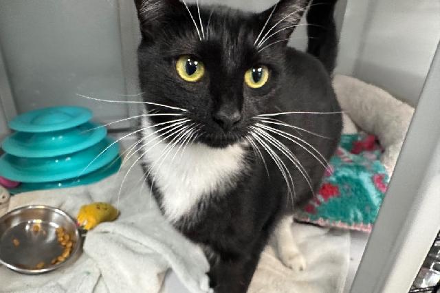 My name at SAFE Haven was Nada and I was adopted!