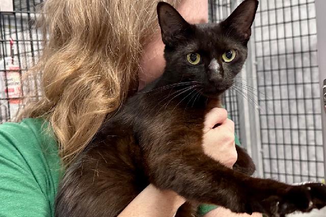 My name at SAFE Haven was Morticia and I was adopted!