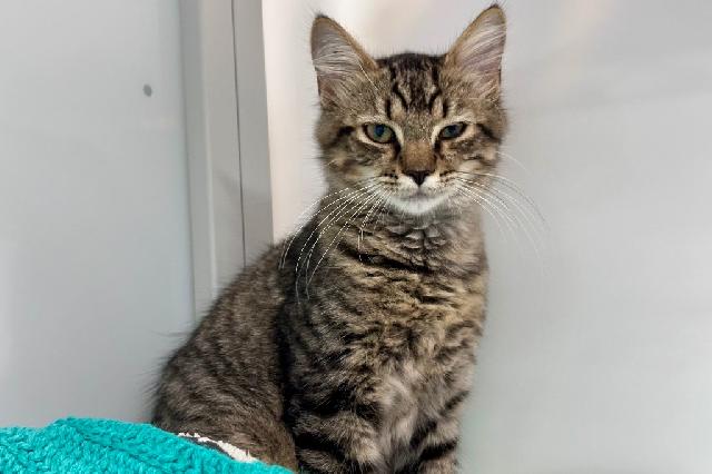 My name is Lanai and I am ready for adoption. Learn more about me!