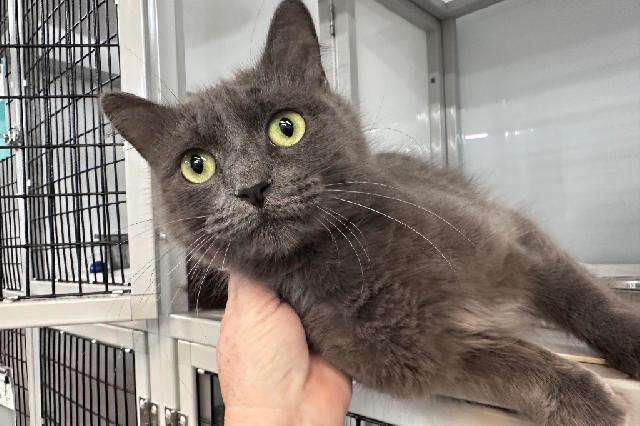 My name at SAFE Haven was Earl Gray and I was adopted!