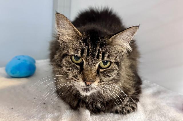 My name is Neptuna and I am ready for adoption. Learn more about me!