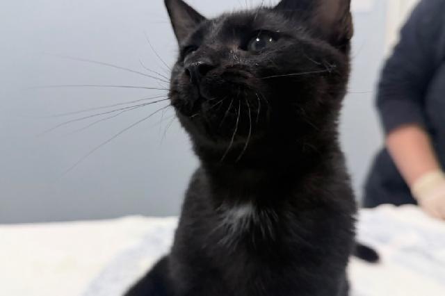 My name at SAFE Haven was Tonka and I was adopted!