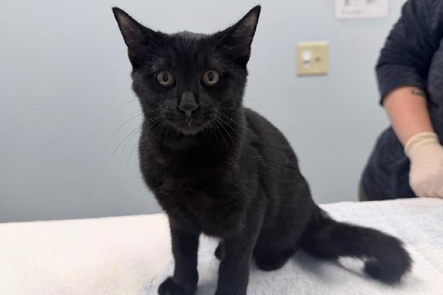 My name at SAFE Haven was Rimona and I was adopted!