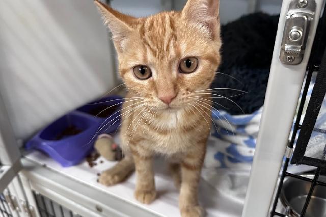 My name at SAFE Haven was Lemonade and I was adopted!