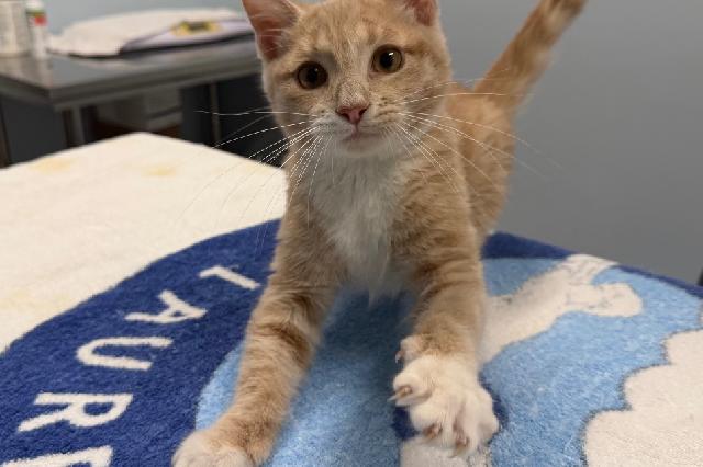 My name at SAFE Haven was Arnold Palmer and I was adopted!