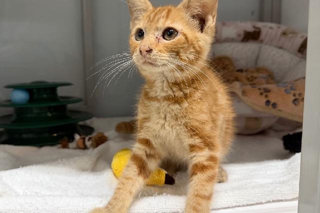 My name at SAFE Haven was Pashmina and I was adopted!