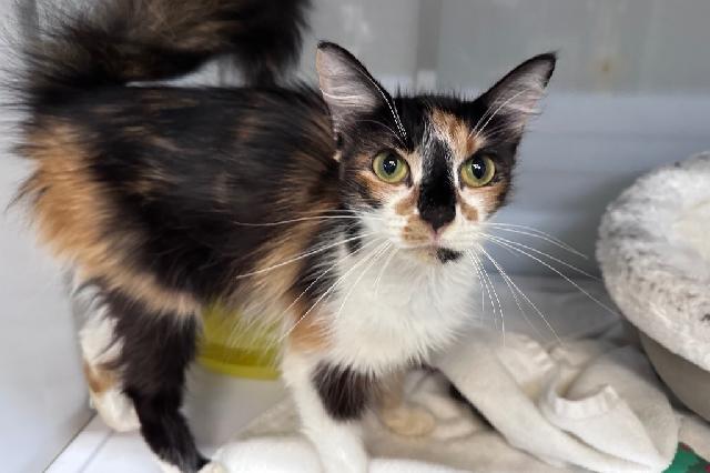 My name is Albuquerque and I am ready for adoption. Learn more about me!