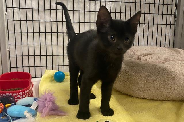 My name is Chartreuse and I am ready for adoption. Learn more about me!